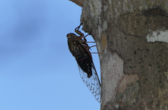 Henicopsaltria rufivelum