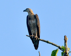 Haliaeetus