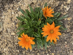 Gazania × splendens