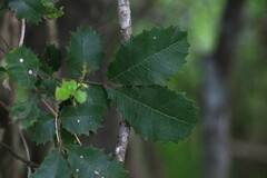 Alectryon subdentatus