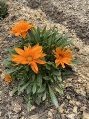 Gazania × splendens