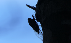 Henicopsaltria rufivelum