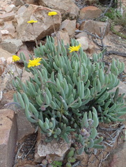 Crassothonna cacalioides