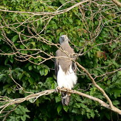 Haliaeetus ichthyaetus