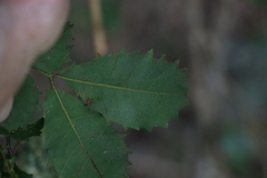 Alectryon subdentatus