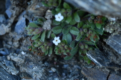 Myosotis lyallii elderi