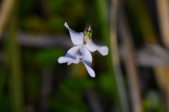 Viola cunninghamii