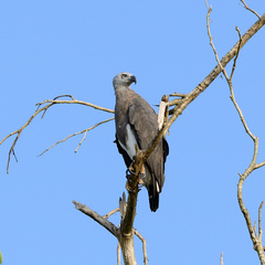 Haliaeetus ichthyaetus