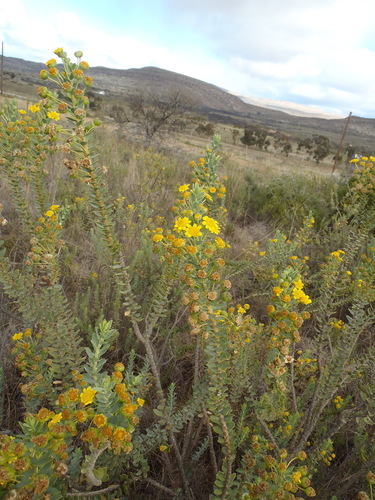 Image of Euryops lateriflorus by (c) Nicola van Berkel, some rights reserved (CC BY-SA)