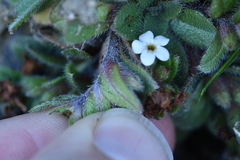 Myosotis lyallii elderi