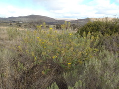Euryops lateriflorus