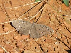 Hamanumida daedalus