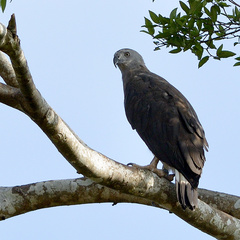 Haliaeetus ichthyaetus