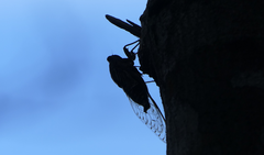 Henicopsaltria rufivelum