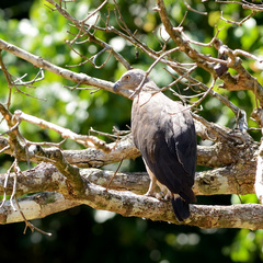 Haliaeetus ichthyaetus