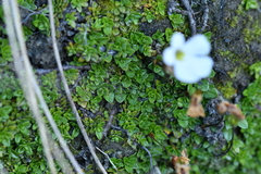Ourisia caespitosa