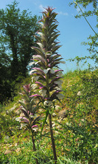 Acanthus spinosus