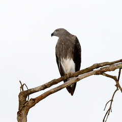 Haliaeetus humilis