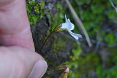 Ourisia caespitosa