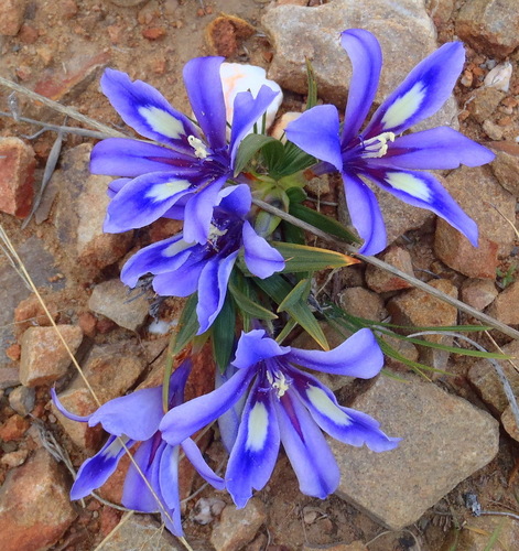 Image of Babiana sambucina by (c) Nicola van Berkel, some rights reserved (CC BY-SA)