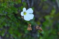 Ourisia caespitosa