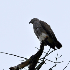 Haliaeetus humilis