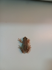 Scinax nasicus