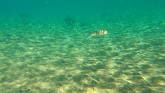 Dicentrarchus labrax