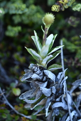 Celmisia angustifolia