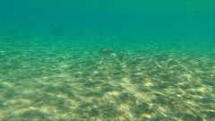 Dicentrarchus labrax