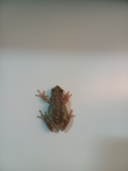 Scinax nasicus