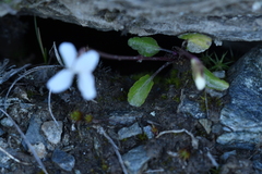 Viola cunninghamii