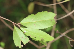 Denhamia bilocularis