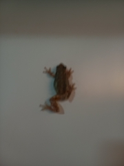 Scinax nasicus