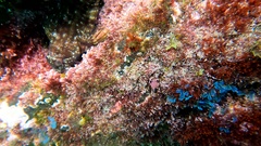 Scartella cristata