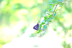 Ephyriades brunnea