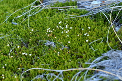 Dracophyllum muscoides