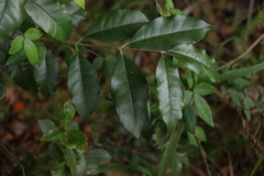 Olea paniculata