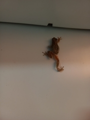 Scinax nasicus