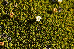 Dracophyllum muscoides