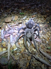 Grammostola quirogai