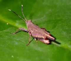 Phaesticus mellerborgi