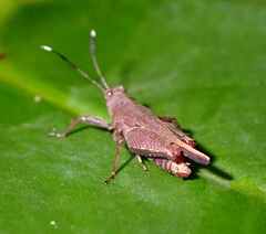 Phaesticus mellerborgi