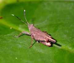 Phaesticus mellerborgi