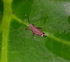 Phaesticus mellerborgi