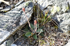 Brachyglottis bellidioides