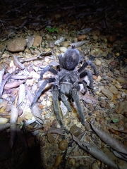Grammostola quirogai