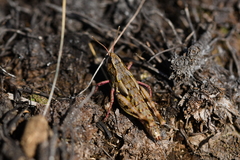Sigaus australis