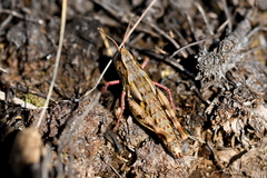 Sigaus australis