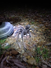 Grammostola quirogai